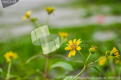 Image of Yellow Flower at Beach 