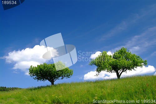 Image of 2 bäume mit Himmel | 2 trees and sky