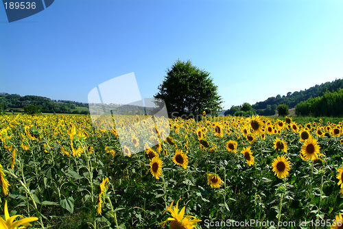 Image of baum im Sonnenblumenfeld | tree in a sunflower field