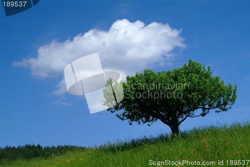 Image of baum mit Himmel | tree and sky