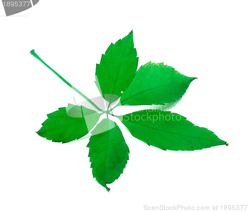 Image of Green leaf