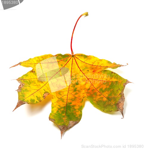 Image of Dry autumn maple-leaf