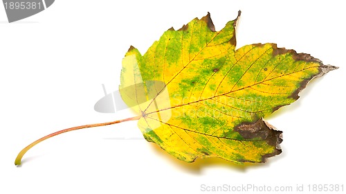 Image of Autumn leaf on white background