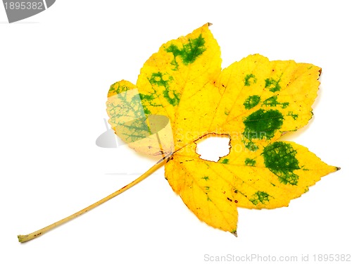Image of Autumn leaf with hole