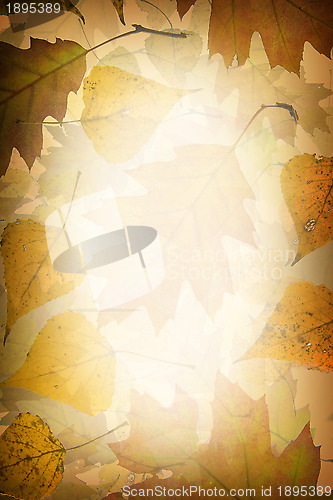 Image of Autumn leaves background