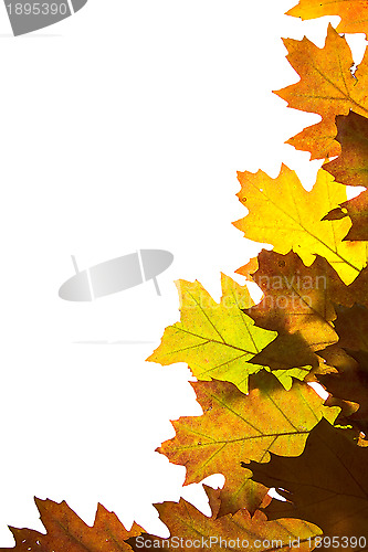 Image of Autumn leaves background