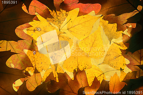 Image of Autumn leaves background