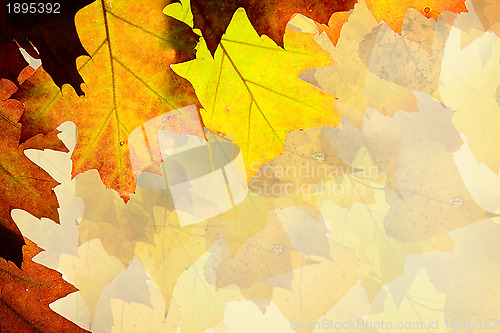 Image of Autumn leaves background