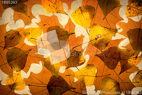 Image of Autumn leaves background