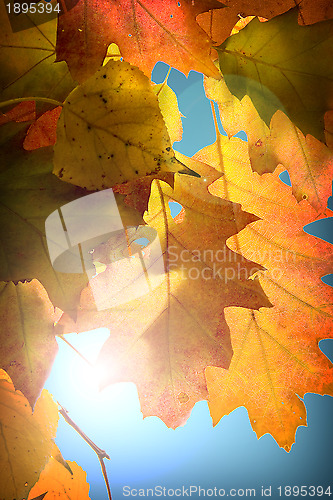 Image of Autumn leaves background