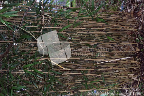 Image of bamboo