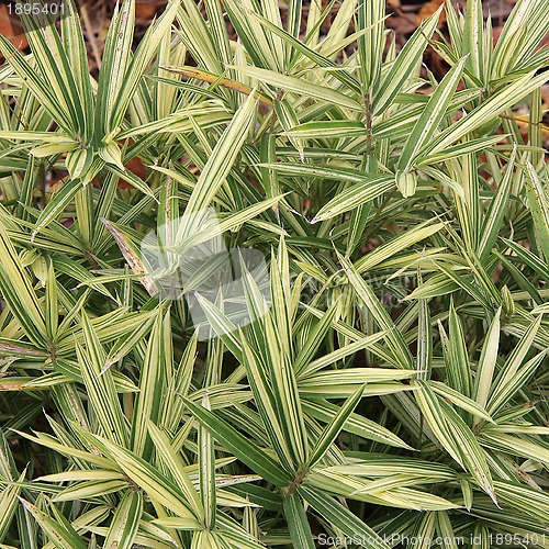 Image of Natural background