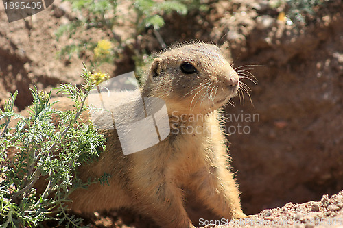 Image of Animals of New Mexico