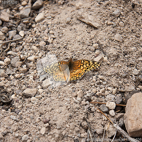 Image of Animals of New Mexico