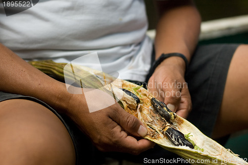 Image of Eating a guaba bean pod