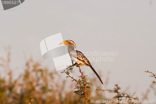 Image of Southern Yellowbilled Hornbill