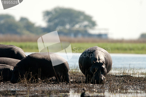 Image of Hippos in the mud