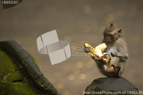 Image of Bali monkey with banana