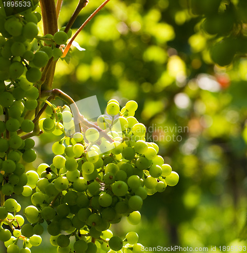 Image of Grapes growing