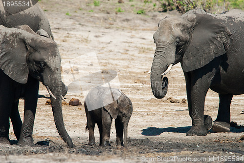 Image of African bush elephants