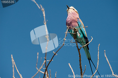 Image of Lilac-breasted roller