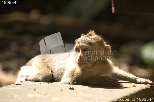 Image of Bali monkey