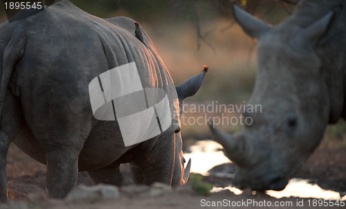 Image of Rhinos drinking