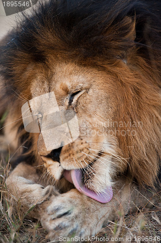 Image of Lion cleaning himself