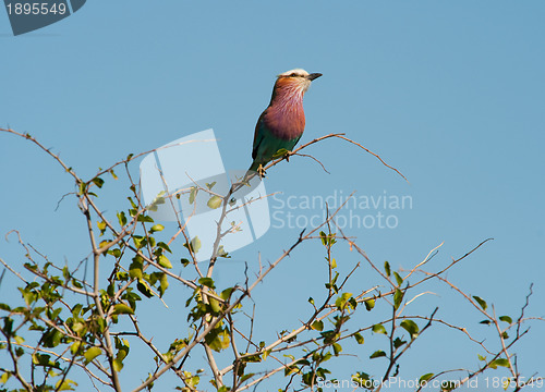 Image of Lilac-breasted roller