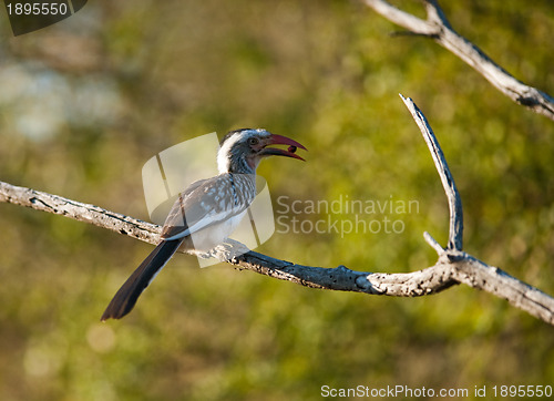 Image of Southern yellowbilled hornbill