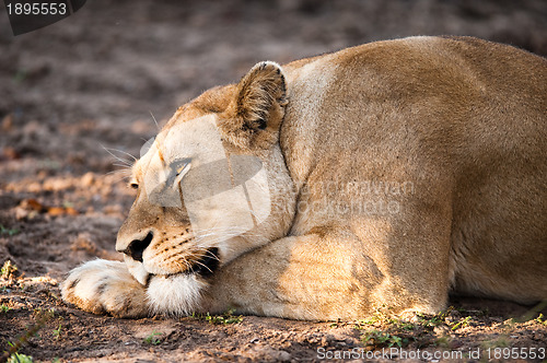 Image of Female lion relaxing