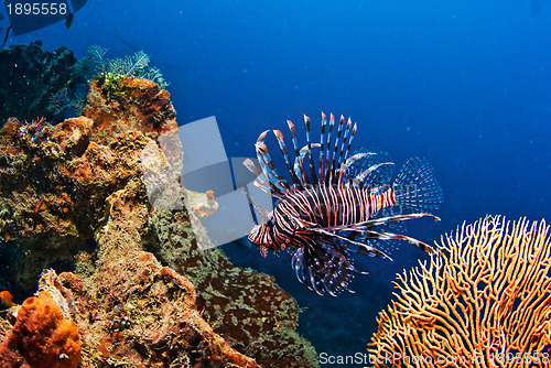 Image of Underwater coral, fish, and plants in Bali