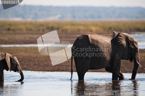 Image of African bush elephant