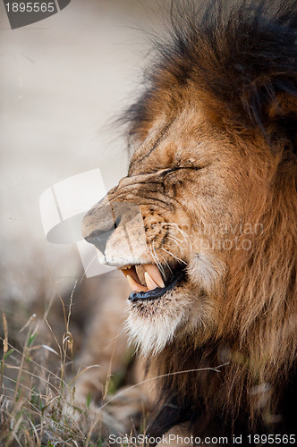 Image of Lion baring his teeth