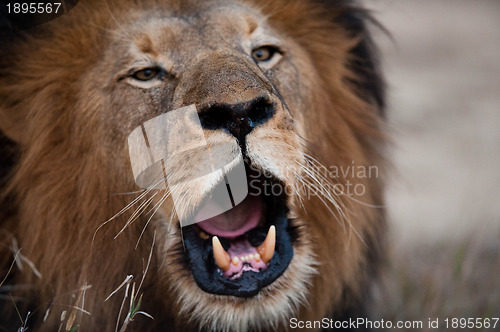 Image of Lion barking