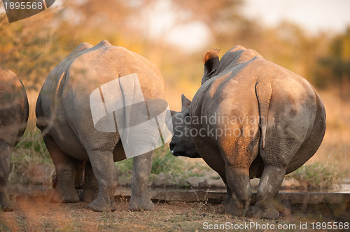 Image of Rhino rear ends