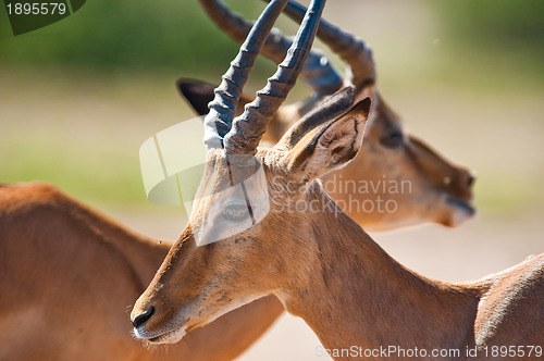 Image of Impala