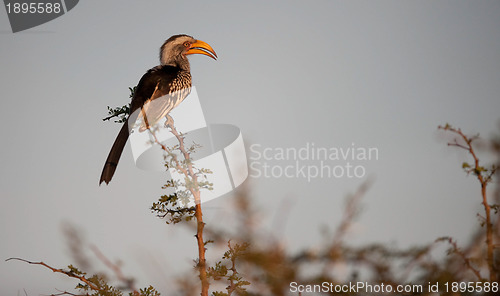 Image of Southern Yellowbilled Hornbill