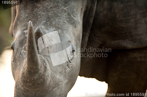 Image of Rhino head-on