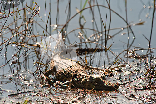 Image of African crocodile