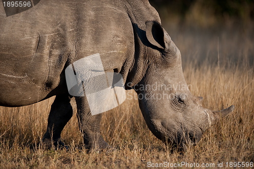 Image of Rhinocerous