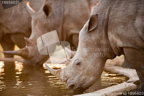 Image of Rhinos at a watering hole