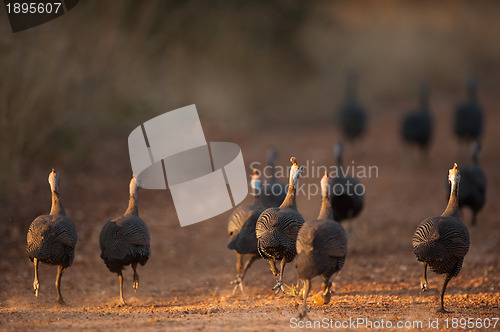 Image of Helmeted guineafowl running away