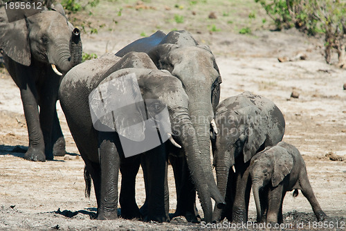 Image of African bush elephants