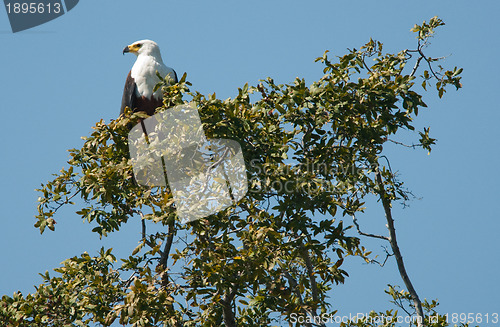 Image of African fish eagle