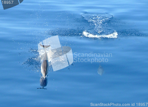 Image of dolphins