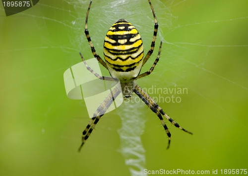 Image of wasp spider Argiope bruennichi on spiderweb 