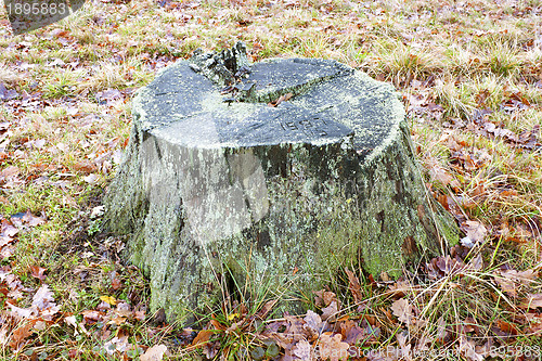 Image of Old stump