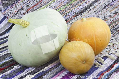 Image of Three mellow  pumpkin