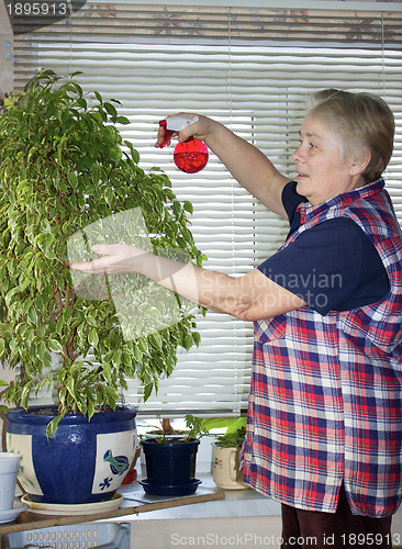 Image of The elderly woman sprinkles plant